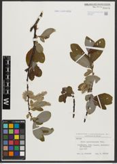 Foto von Salix appendiculata Vill.